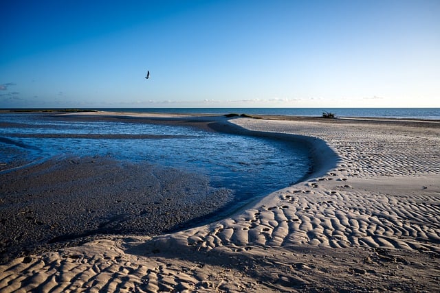 Free download monkey mia beach ocean leisure free picture to be edited with GIMP free online image editor