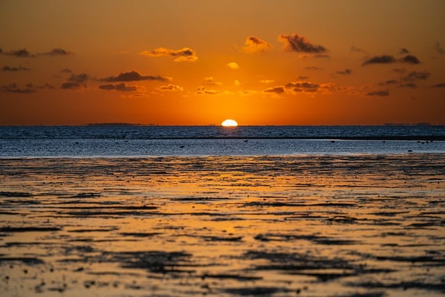 Free download monkey mia beach sunrise free picture to be edited with GIMP free online image editor