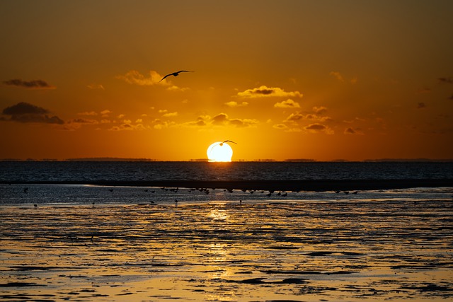 Free download monkey mia beach sunrise leisure free picture to be edited with GIMP free online image editor