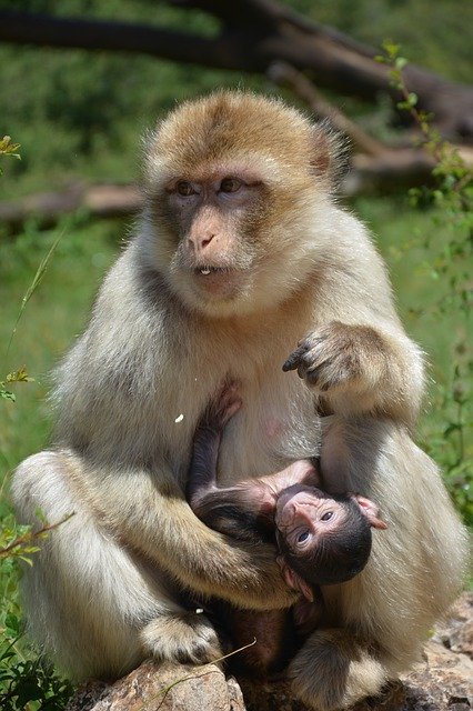 猿の母と息子の動物を無料ダウンロード - GIMP オンライン画像エディターで編集できる無料の写真または画像