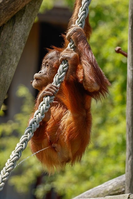 Скачать бесплатно Monkey Nature Animal - бесплатное фото или изображение для редактирования с помощью онлайн-редактора изображений GIMP