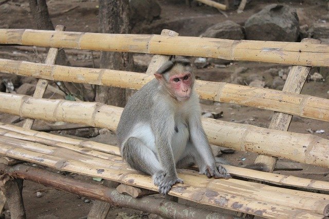 Muat turun percuma Monkey Nature Mammal - foto atau gambar percuma untuk diedit dengan editor imej dalam talian GIMP
