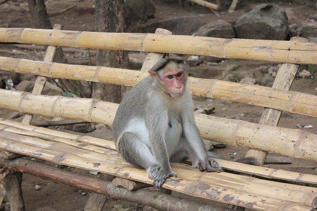 Скачать бесплатно Monkey Nature Mammal - бесплатное фото или изображение для редактирования с помощью онлайн-редактора изображений GIMP