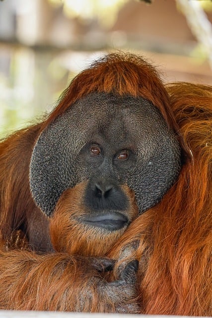 Free download monkey nature primate free picture to be edited with GIMP free online image editor