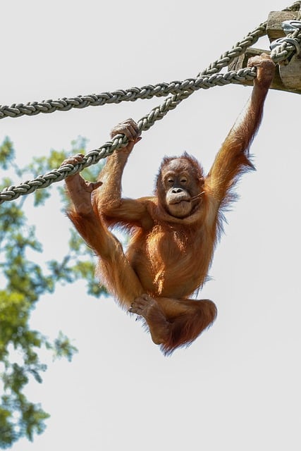 Free download monkey nature primate animal free picture to be edited with GIMP free online image editor