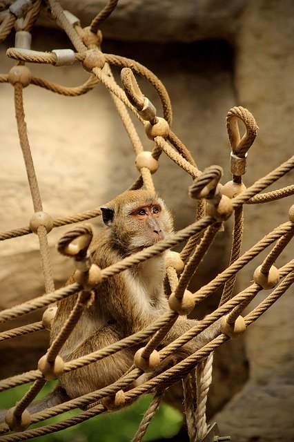 Unduh gratis Monkey Net Macaque - foto atau gambar gratis untuk diedit dengan editor gambar online GIMP