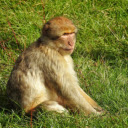 Monkey on the grass field  screen for extension Chrome web store in OffiDocs Chromium