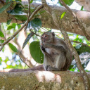 Monkey on the tree  screen for extension Chrome web store in OffiDocs Chromium