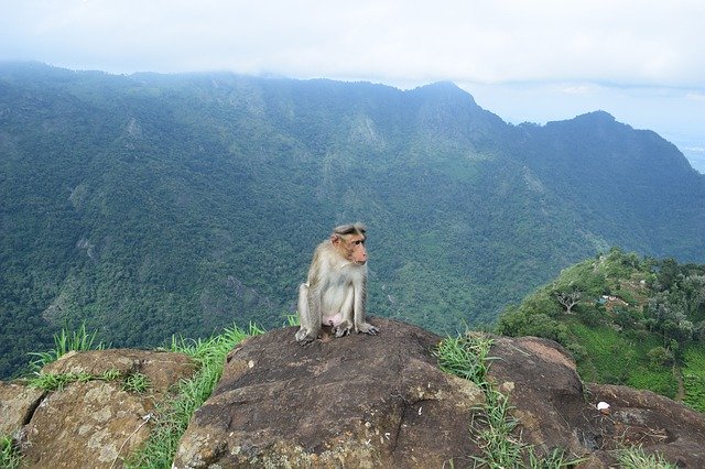 Unduh gratis Monkey Ooty India - foto atau gambar gratis untuk diedit dengan editor gambar online GIMP