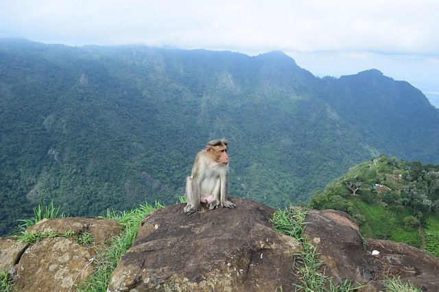 Baixar Monkey Ooty India - foto ou imagem grátis para ser editada com o editor de imagens online GIMP