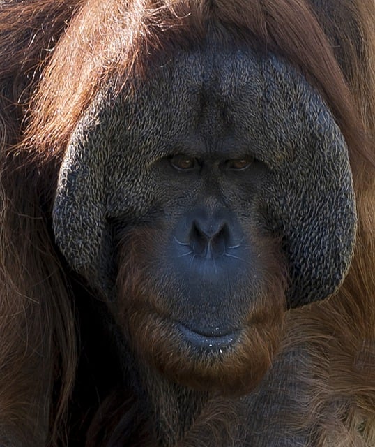 Free graphic monkey orangutan primate ape to be edited by GIMP free image editor by OffiDocs
