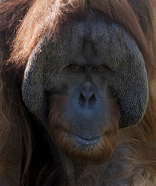 Free download monkey orangutan primate ape free picture to be edited with GIMP free online image editor