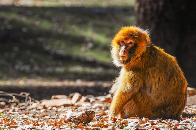 Free download monkey primate animal wildlife free picture to be edited with GIMP free online image editor
