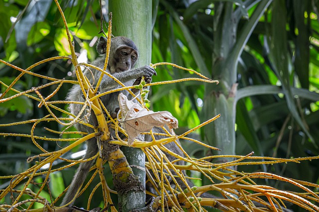 Free download monkey primate ape free picture to be edited with GIMP free online image editor