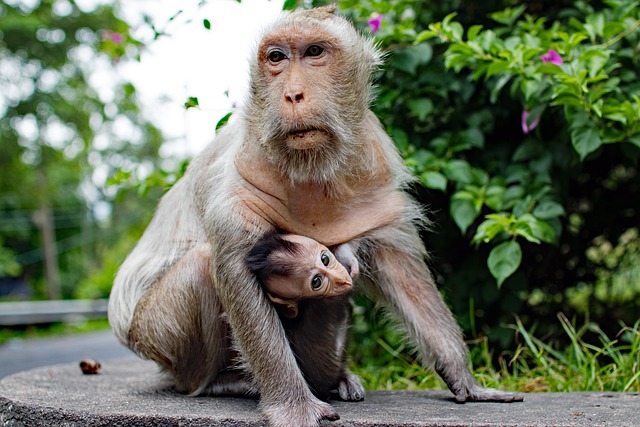Free download monkey primate ape baby mother free picture to be edited with GIMP free online image editor