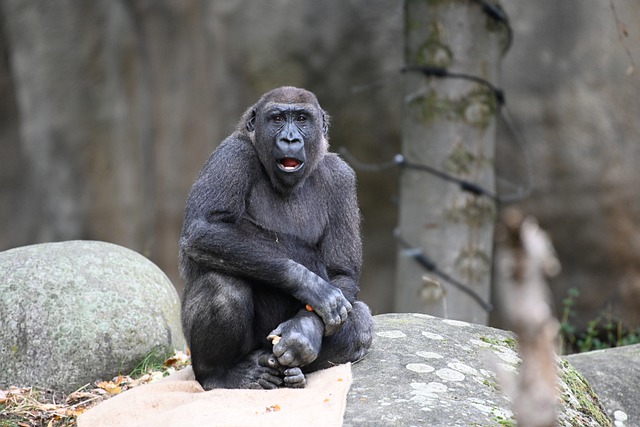 Free download monkey primate ape bokito mammal free picture to be edited with GIMP free online image editor