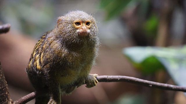 Free download monkey primate ape branch animal free picture to be edited with GIMP free online image editor