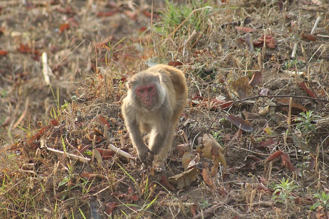 Free download monkey primate ape face animal free picture to be edited with GIMP free online image editor