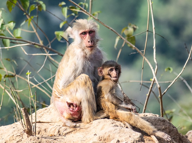 Free download monkey primate ape mammal free picture to be edited with GIMP free online image editor