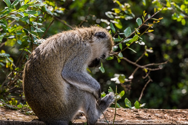 Free download monkey primate ape mammal furry free picture to be edited with GIMP free online image editor