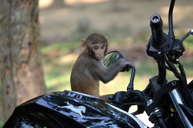 Free download monkey primate ape motorcycle bike free picture to be edited with GIMP free online image editor