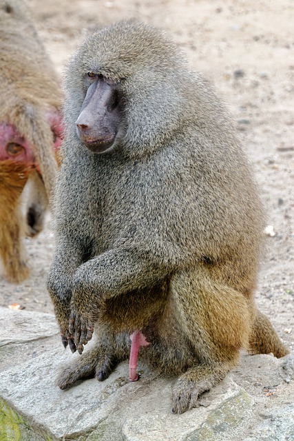 Free download monkey primate ape omnivorous free picture to be edited with GIMP free online image editor