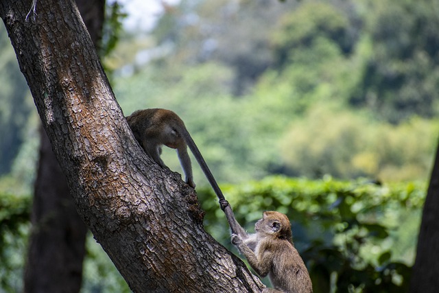 Free download monkey primate ape toque macaque free picture to be edited with GIMP free online image editor