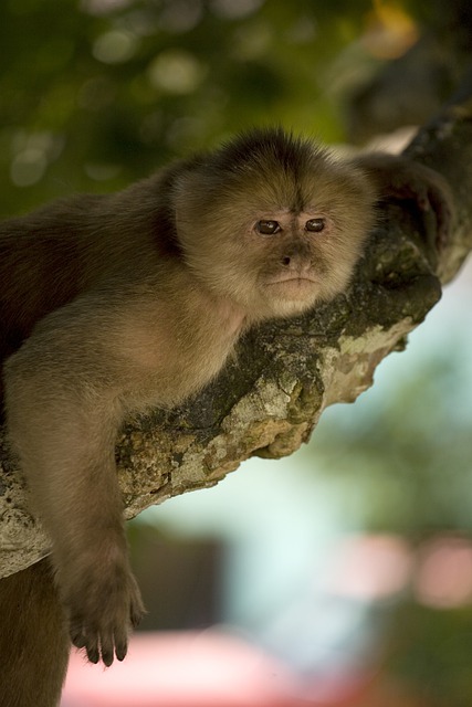 Free download monkey primate ape tree branch free picture to be edited with GIMP free online image editor
