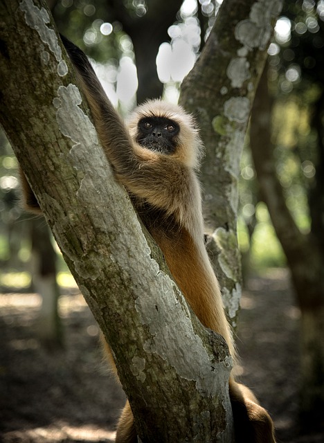 Free download monkey primate ape tree jungle free picture to be edited with GIMP free online image editor