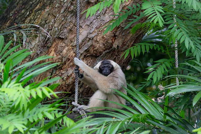 Free download monkey primate ape wild animals free picture to be edited with GIMP free online image editor