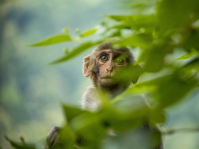 Free download monkey primate ape wildlife wild free picture to be edited with GIMP free online image editor