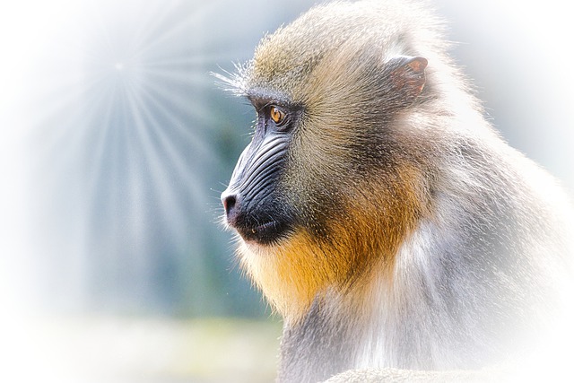 Free download monkey primate ape zoo wild animal free picture to be edited with GIMP free online image editor