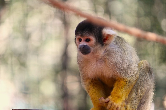 Free download monkey primate mammal animal free picture to be edited with GIMP free online image editor