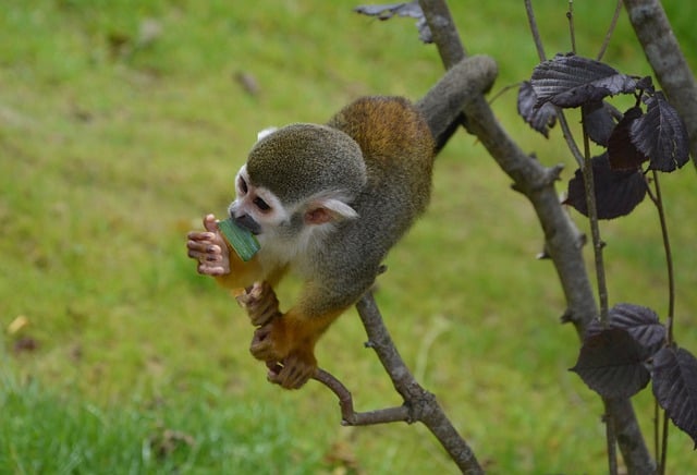 Free download monkey primate monkey climbs trees free picture to be edited with GIMP free online image editor