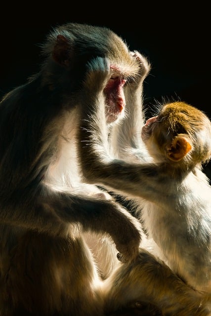 دانلود رایگان عکس دنیای حیوانات پستانداران میمون برای ویرایش با ویرایشگر تصویر آنلاین رایگان GIMP