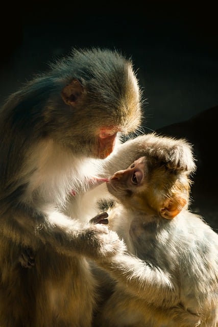 Muat turun percuma gambar percuma monyet primata kasih sayang ibu untuk diedit dengan editor imej dalam talian percuma GIMP