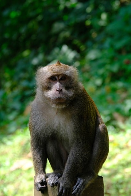 Free download monkey primate wild animal fauna free picture to be edited with GIMP free online image editor