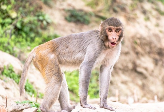 Free download monkey primate wild animal mammal free picture to be edited with GIMP free online image editor