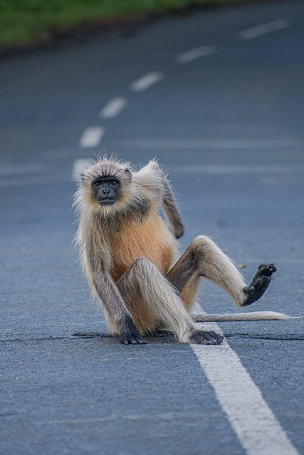 Free download monkey road primate ape funny free picture to be edited with GIMP free online image editor