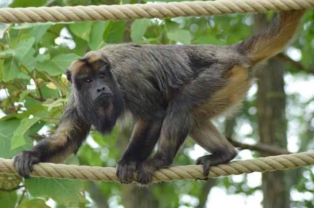 Gratis download Monkey Rope Balance - gratis foto of afbeelding om te bewerken met GIMP online afbeeldingseditor