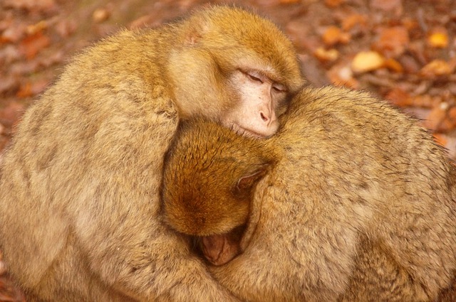 Free download monkeys animal wildlife primate free picture to be edited with GIMP free online image editor