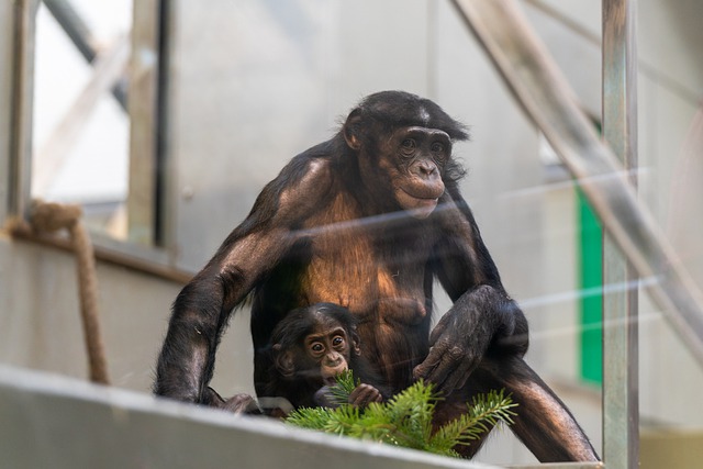 Free download monkeys ape mother infant zoo free picture to be edited with GIMP free online image editor