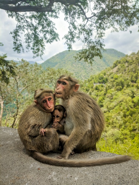 Free download monkeys apes primates family free picture to be edited with GIMP free online image editor