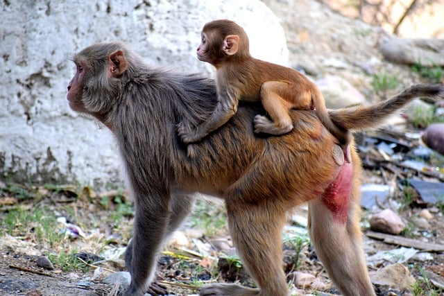 Free download monkeys baboons primates wildlife free picture to be edited with GIMP free online image editor