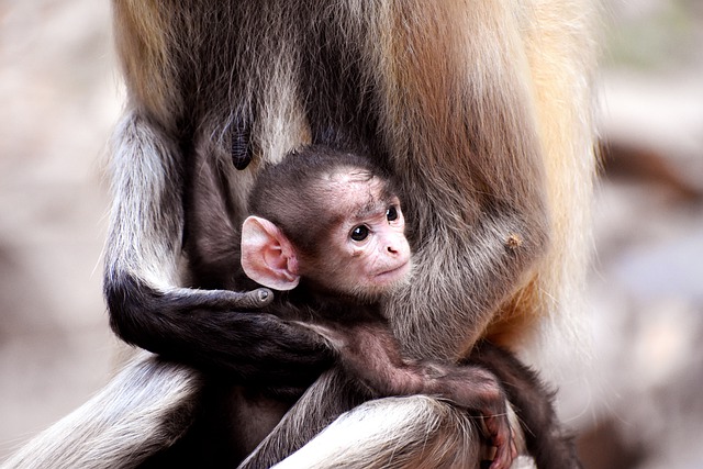 Free download monkeys baby primates apes mammals free picture to be edited with GIMP free online image editor