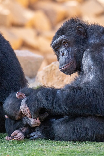 Free download monkeys chimpanzees family apes free picture to be edited with GIMP free online image editor