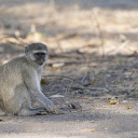 Monkey Sitting on the Ground  screen for extension Chrome web store in OffiDocs Chromium