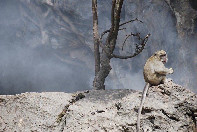 Free download Monkey Smoke Homeless -  free photo or picture to be edited with GIMP online image editor