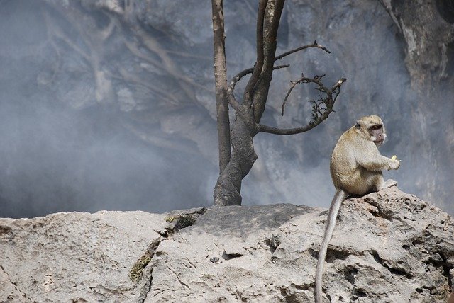 Kostenloser Download Monkey Smoke Homeless - kostenloses Foto oder Bild zur Bearbeitung mit GIMP Online-Bildbearbeitung