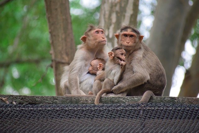 Free download Monkeys Monkey Family -  free photo or picture to be edited with GIMP online image editor